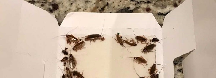 Evdeki Hamam Böceklerinden Nasıl Kurtulunur